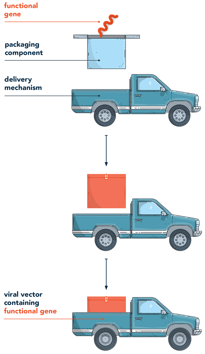 Viral and Non-viral Vectors | Lentiviral, Adenoviral & AAV